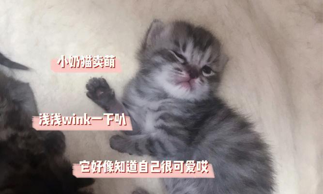 小猫3个月是多大（了解宠物成长周期）