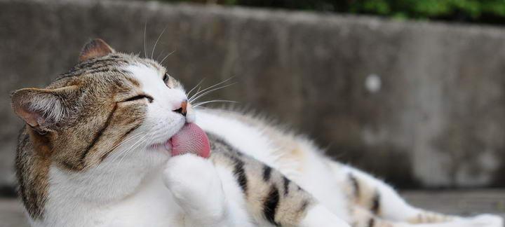 小猫的饮食之道（探秘小猫爱吃的食物及养成健康饮食习惯）