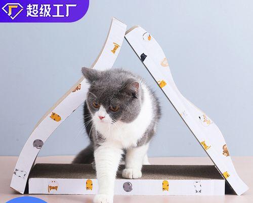 小猫离世后，如何面对失去宠物的痛苦（宠物离世是家庭的悲痛）