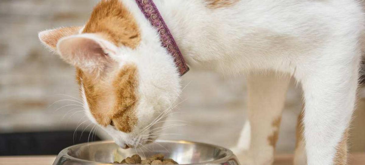 小猫为何不吃猫粮（揭秘宠物猫的饮食习惯）