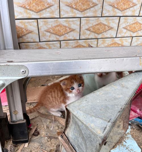 小猫不拉屎不拉尿的原因与解决方法（以宠物为主的健康生活指南）