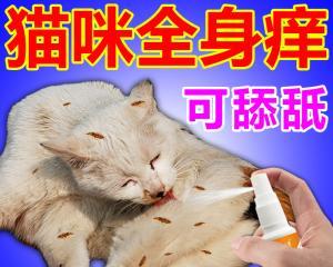 小猫长癣怎么办（以宠物为主）