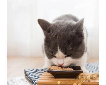 小猫成年猫罐头饮食指南（宠物饮食健康）