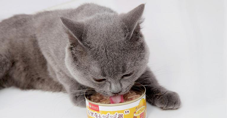 小猫成年猫罐头饮食指南（宠物饮食健康）