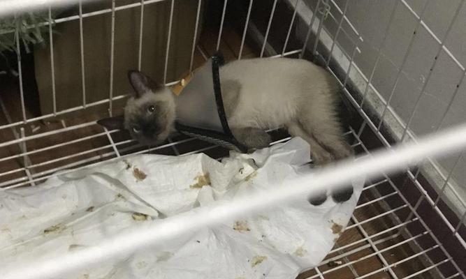 小猫吃猫砂死了，引发人们对宠物护理的关注（小猫误食猫砂致命）