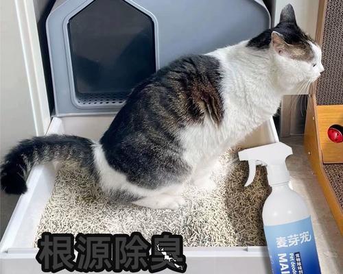 小猫的尿怎么区别（宠物主人必知的鉴别小窍门）