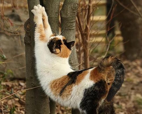 小猫的屁股在哪里（揭秘宠物小猫的生理结构和日常习性）