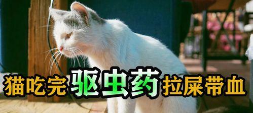 宠物小猫肚子大不拉屎，如何解决（肠胃问题）