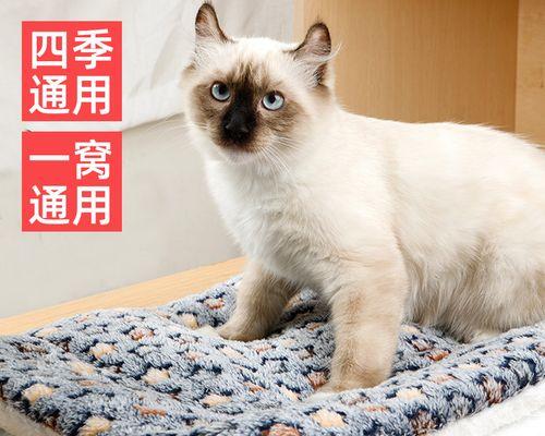 小猫成猫的时间是多久（从宠物角度看猫咪成长）