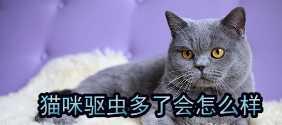 小猫感冒拉稀的原因和治疗方法（宠物猫感冒后如何避免拉稀）