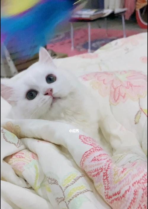 新家的小猫为什么不吃不喝（解析宠物适应期的症状和处理方法）