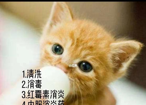 小猫肛脱怎么办（宠物疾病防治指南）