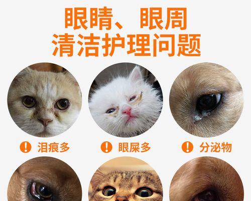 小猫过敏该如何处理（宠物过敏应对策略分享）