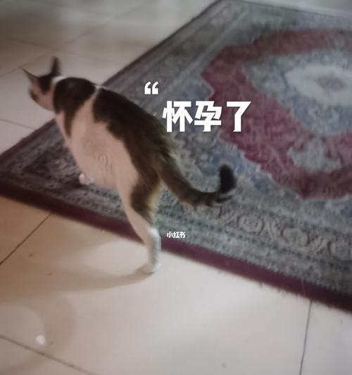 小猫怀孕，如何照顾它们（从饮食到生产）