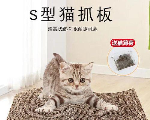 小猫磨爪子的重要性（宠物护理中的必修课）