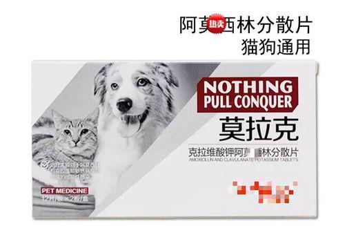 小猫咳嗽怎么办（宠物猫咳嗽的原因）