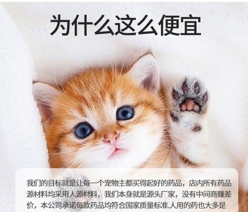 小猫咳嗽怎么办（宠物猫咳嗽的原因）