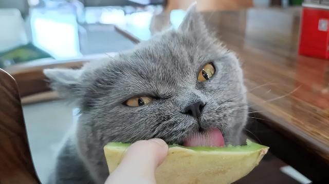 小猫可以吃麦片吗（探究宠物饮食中的营养需求与麦片的适宜性）