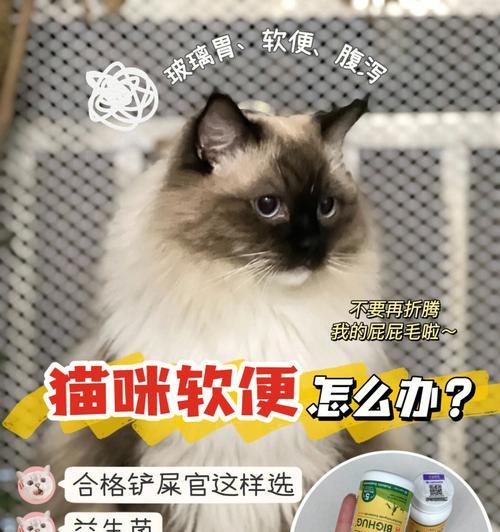 小猫能否吃益生菌（探讨宠物健康与营养的关系）