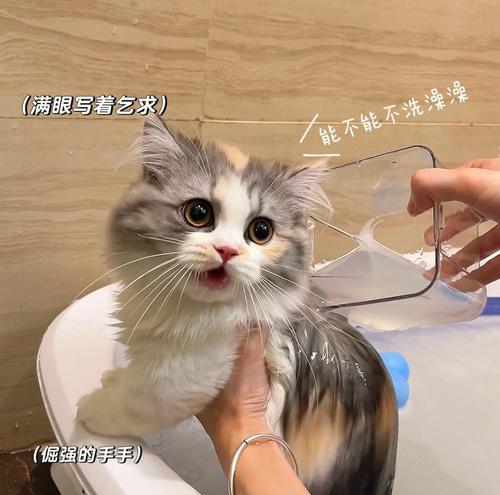 小猫能天天洗澡吗（宠物洗澡常识）