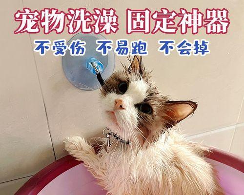 如何让小猫喜欢洗澡（以宠物为主）