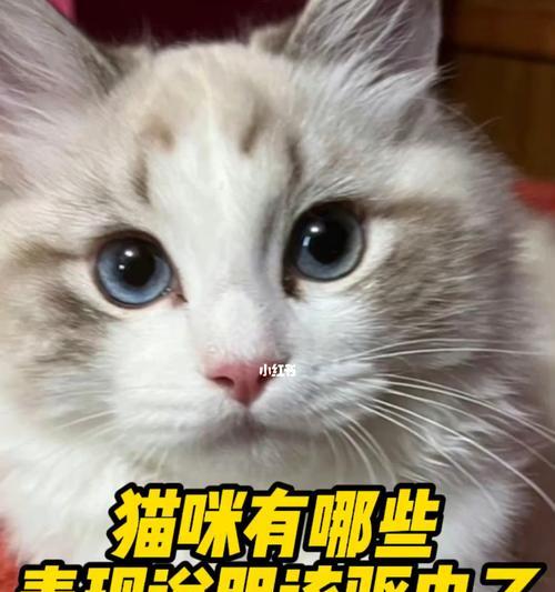 小猫常喷驱虫，如何做到安全有效（宠物驱虫的正确姿势和注意事项）