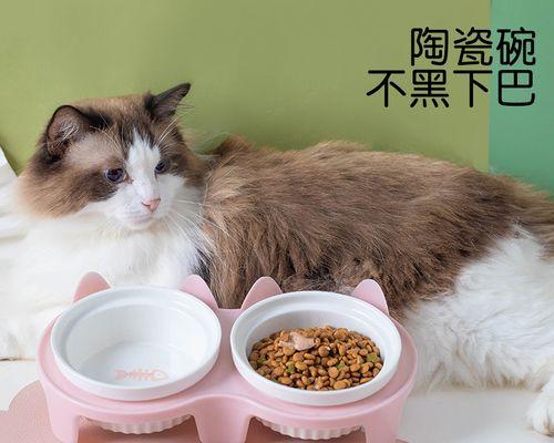 小猫离世后的逝者如何处理（以宠物为主的悼念与葬礼）