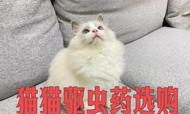 小猫驱虫时间表（宠物健康必备）