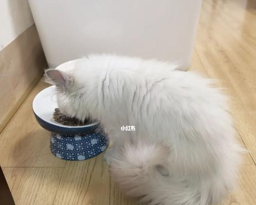 小猫挑食怎么办（让宠物少挑嘴的绝招）