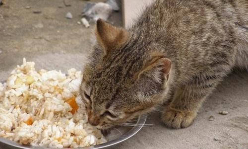 小猫挑食怎么办（让宠物少挑嘴的绝招）