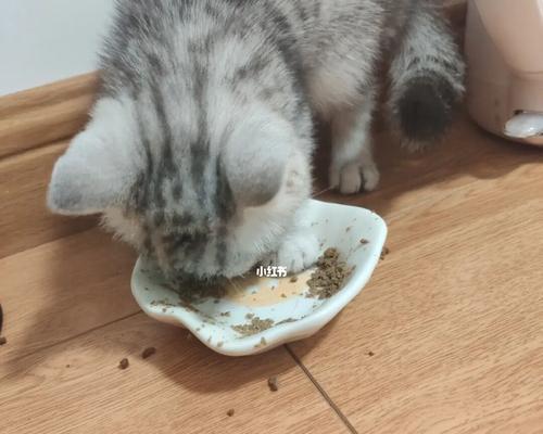 小猫挑食（以宠物为主）