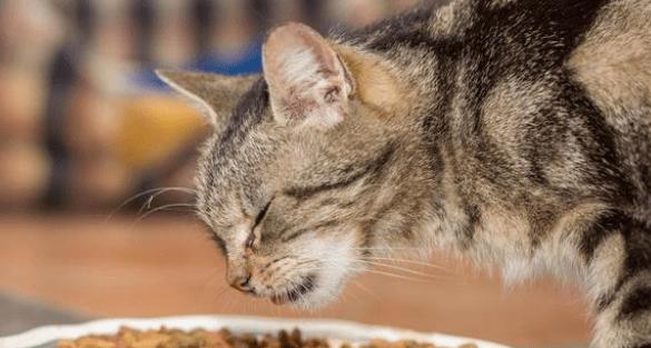 小猫挑食（以宠物为主）