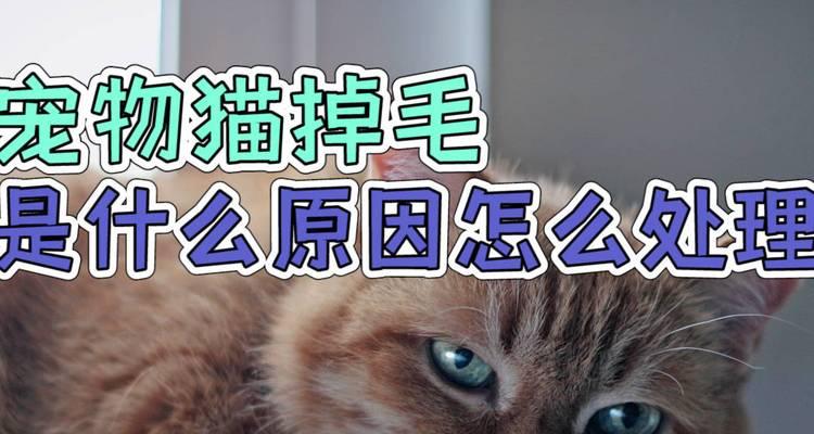 小猫脱毛的原因和应对方法（让宠物健康美丽的秘诀/毛发护理必知的事项）