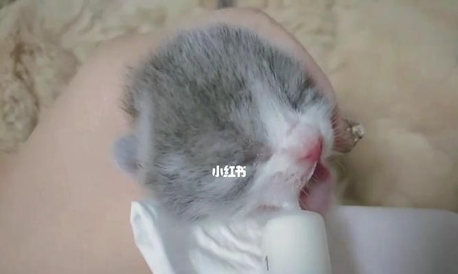 小猫为什么不吃奶（探究猫咪的消化系统和饮食需求）