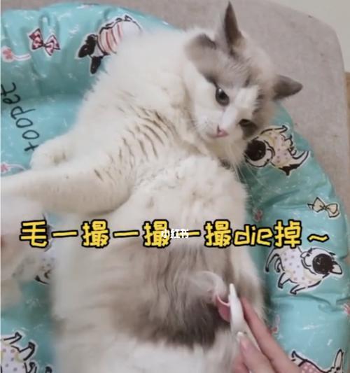 小猫为什么要换毛（揭秘小猫换毛的原因及注意事项）