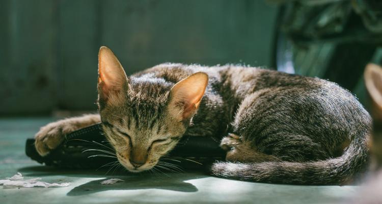 小猫的尾巴为何下垂拖地（探究小猫尾巴下垂的原因和应对方法）