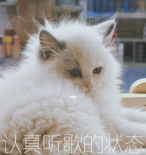 小猫喜欢听什么歌（探究宠物音乐喜好）