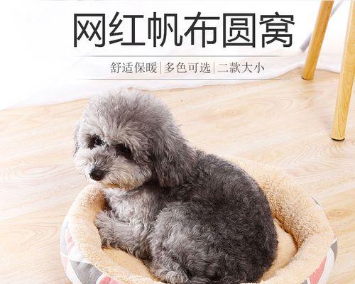 小猫小贵宾犬，最可爱的宠物组合（小猫和小贵宾犬）