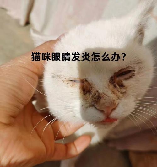 宠物小猫眼睛发炎红肿怎么办（宠物爱好者必备的护眼常识）