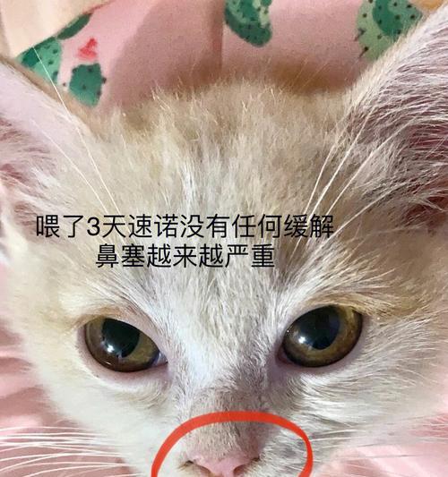 小猫摔鼻血喷嚏，宠物主人应该怎么做（宠物跌倒后的应急措施和护理方法）