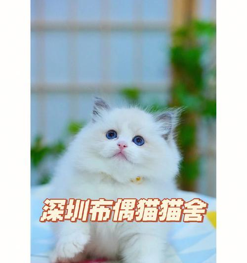 如何在预算范围内买到可爱的小猫（宠物爱好者必备的省钱攻略）