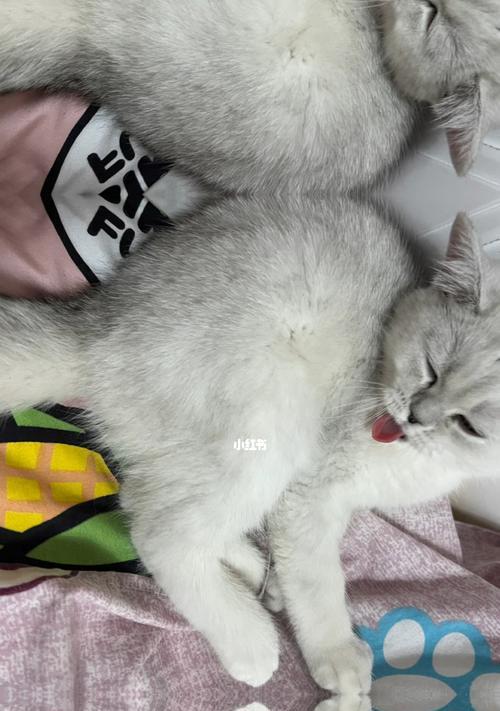 宠物小猫的睡眠习惯（为什么小猫老是睡觉）