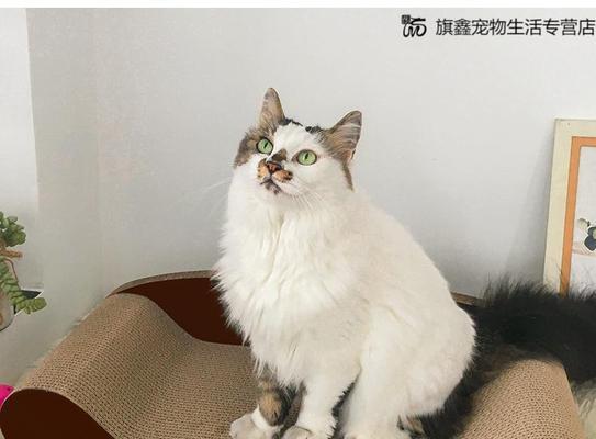 小猫抓沙发怎么管（宠物家居教育指南）