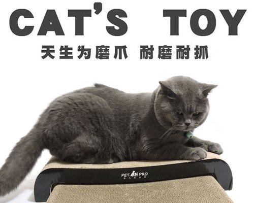 小猫爪子抽搐的原因与解决方法