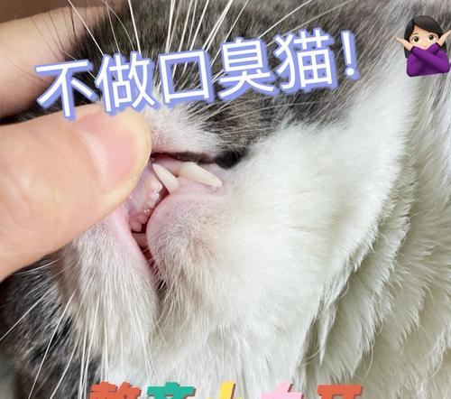 小猫嘴臭该如何治疗（探究宠物口臭症状）