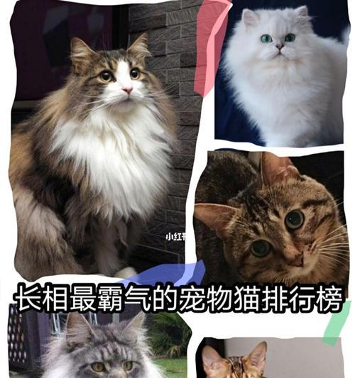 小猫最喜欢玩的东西是什么（揭秘宠物猫咪最爱玩耍的物品）