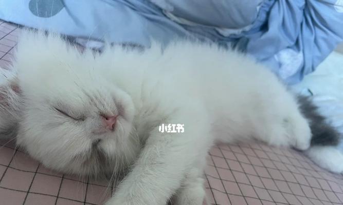 小猫咪鼻支是什么（探究宠物猫咪鼻支的形成及功能）