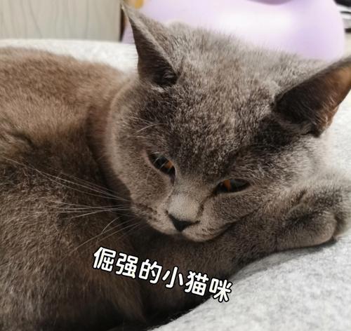 帮助宠物猫咪克服恐惧（小猫咪如何应对各种恐惧情况）