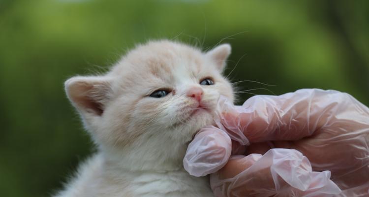 小猫咪打针必须吗（宠物的预防接种和健康保障）