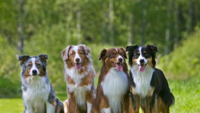 如何正确喂养小牧羊犬（从饮食、运动到健康）